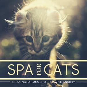 Spa for Cats - Relaxing Cat Music to Cope with Anxiety - Spa Life