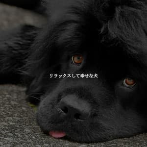 リラックスして幸せな犬 - Coffeehouse Lounge