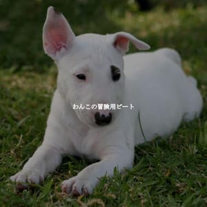 わんこの冒険用ビート - Jazz & Study Playlist