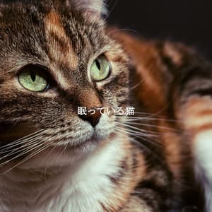 眠っている猫 - Chill Lounge Vibes