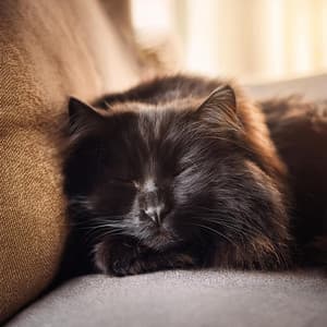 Orquesta Elegante Para Gatos: Melodías Para La Armonía Felina - Elliot Braun