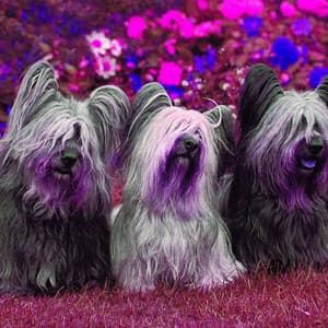 Music for Mellow Pooches - Jazz Quintet - Dog Calming Music