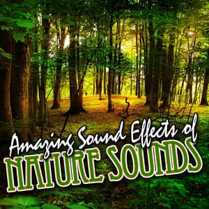 Amazing Sound Effects of Nature Sounds - Sound FX