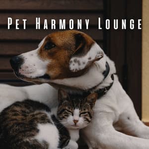 Pet Harmony Lounge: Chill Music for Companions - Halcyon Lounge