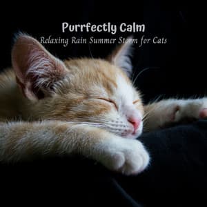 Purrfectly Calm: Relaxing Rain Summer Storm for Cats - Danny Rainsounds