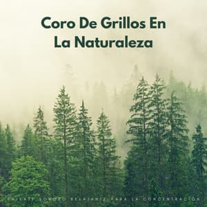 Coro De Grillos En La Naturaleza: Paisaje Sonoro Relajante Para La Concentración - Próxima Naturaleza