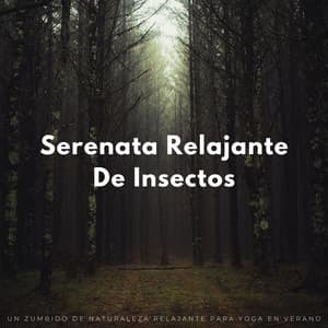Serenata Relajante De Insectos: Un Zumbido De Naturaleza Relajante Para Yoga En Verano - Grillos Cantantes