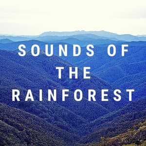 Rainforest Sleep Sounds - Rain Sounds For Sleep