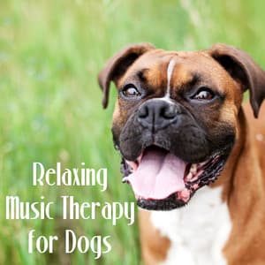 Relaxing Music Therapy for Dogs – Mellow Sounds to Calm Down Your Pet While You Are Out, Soft Instrumental Music for Puppies - Music for Dog's Ears