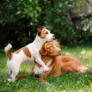 Rainy Piano's Pawsitive Dog Companions - Piano Music