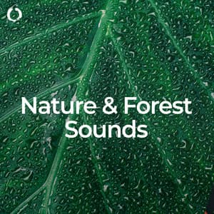 Nature & Forest Sounds: Best for Sleep - Sounds of the Forest