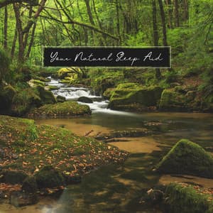 Your Natural Sleep Aid: Calming Music with Sounds of Nature to Help You Fall Asleep - Robin Gardner