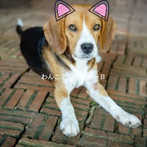 わんことの平和な一日 - Brazilian Jazz Lounge