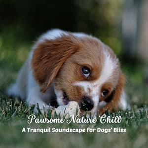 Pawsome Nature Chill: A Tranquil Soundscape for Dogs' Bliss - ASMR LIFE
