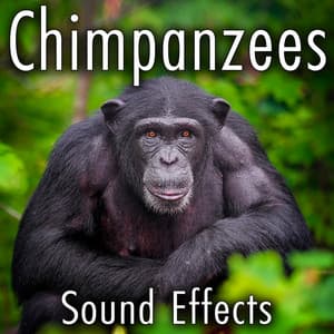 Chimpanzees Sound Effects - Sound Ideas