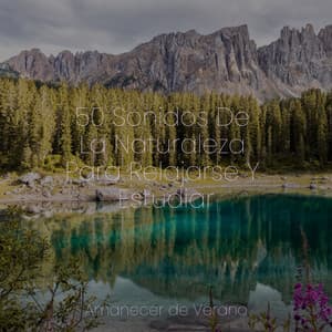 50 Sonidos De La Naturaleza Para Relajarse Y Estudiar - Chillout Lounge