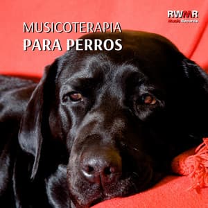 Musicoterapia para perros – Música de fondo para animales solos en casa, relajación, tranquilidad, sin miedo, melodías relajantes para reducir la ansiedad - RW Terapia de sonido