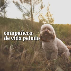Compañero de Vida Peludo - Biblioteca de Música Para Mascotas