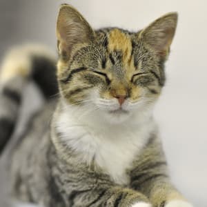 Blissful Purr: Tranquil Cat Relaxation Ambiance - Cat Sleeping Music Project