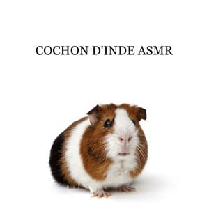 Cochon d'Inde ASMR: Aide à se concentrer, à étudier, à travailler et à dormir - ASMR Sounds Clinic