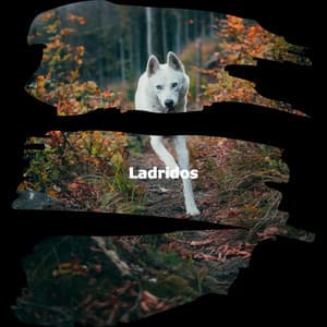 Ladridos - Restaurant Jazz Classics