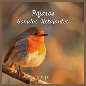 Pájaros: Sonidos Relajantes - Sonidos De Pajaros