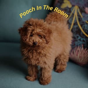 Pooch In The Room - Musica para Hoteles Ambiente