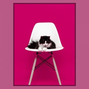 Music for The Comfortable Cats - Soprano Sax Solo - Music for Resting Cats