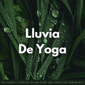 Lluvia De Yoga: Lluvia Relajante Y Música Calma Para Una Práctica Armoniosa - Sonidos de lluvia ASMR