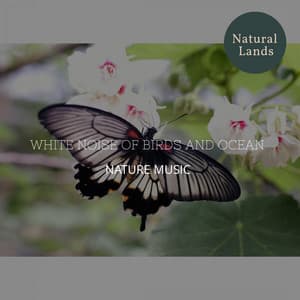 White Noise of Birds and Ocean - Nature Music - Sleepy Times