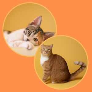 Echoes of Kitty Cats - Cat Relax