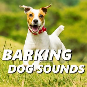 Barking Dog Sounds - Dog Sounds