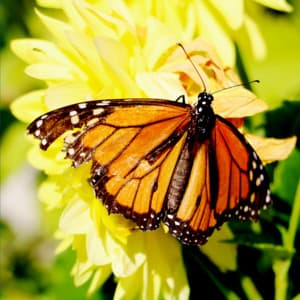 Brown Noise Dreams - Outside Broadcast White Noise