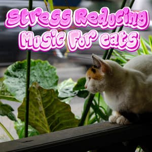 Anxiety Reducing Music For Cats Calming BGM Stress Reduce - Stress Reducing Music For Cats