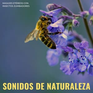Sonidos De Naturaleza: Masajes Etéreos Con Insectos Zumbadores - Orquesta de la Naturaleza