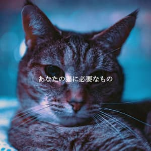 あなたの猫に必要なもの - Paolo Igor Mendoza Bossa Nova