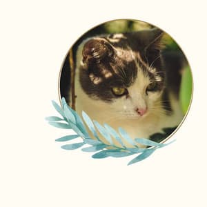 Music - Lonely Cat - Calm Cat Music