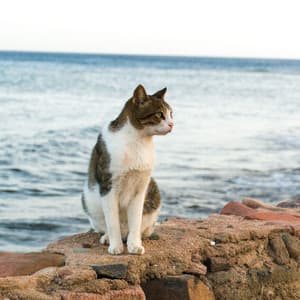Whisker Waves: Binaural Serenade in Nature's Oceanic Realm for Cats - Binaural Frequencies
