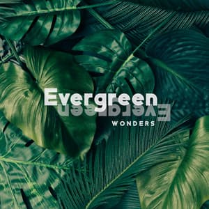 Evergreen Wonders: Mind relaxation Music With The Sounds of Forest, Birds and Water - Relaxing Nature Sounds Collection