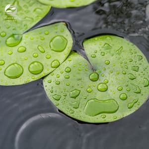 Melodic Rain By Tranquil Pond - Mother Nature Ambience