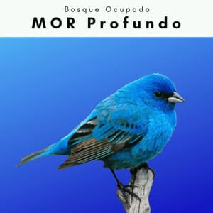 A MOR Profundo - Bosque Ocupado