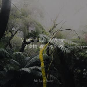 50 Ambient Rain Sounds for Studying and Deep Sleep - Relax Meditate Sleep