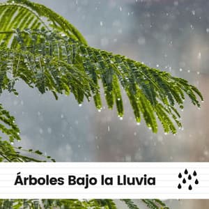 Árboles Bajo la Lluvia - Sonidos De Lluvia