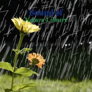 Rainy Puddles - Sound of Nature Library