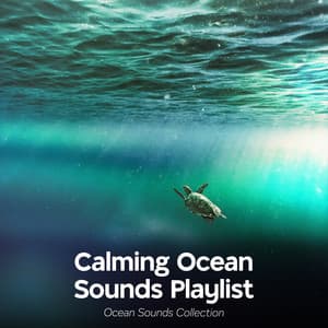 Calming Ocean Sounds Playlist - Ocean Sounds Collection