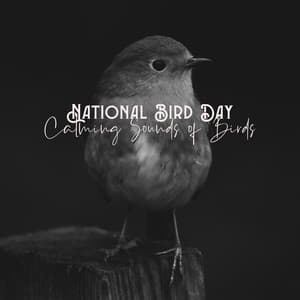 National Bird Day: Calming Sounds of Birds - Singing Birds Zone