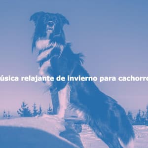 Música relajante de invierno para cachorros - Saturday Morning Playlist