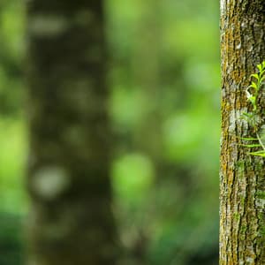 40 Ambient Nature Sounds: Ancient Forests - Baltic Nature Sounds