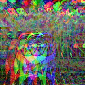 Backdrop for Doggy Focus - Successful Piano Duo - Happy Calm Jazz for Dogs