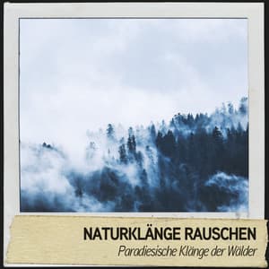 Naturklänge Rauschen: Paradiesische Klänge der Wälder - Relajacion